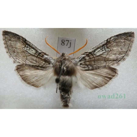 Achlya flavicornis (Linnaeus, 1758) Przestrożnica żółtorożka Czech87j